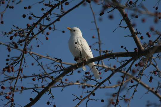 Image of Thrush