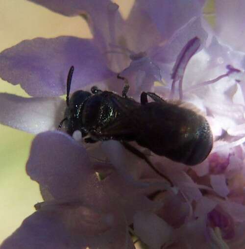 Image of Small Carpenter Bees