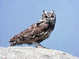 Image of Eagle-owls