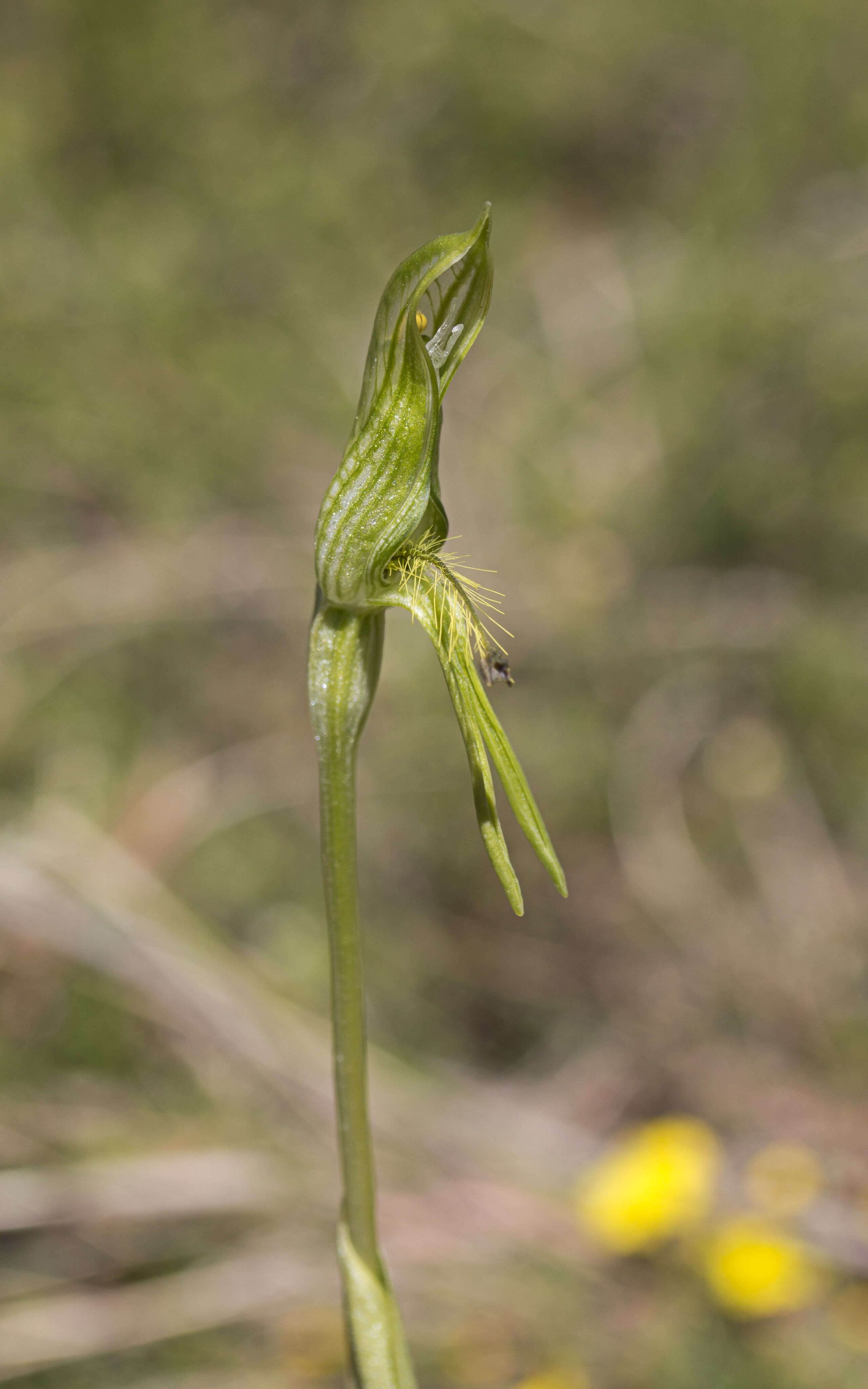 Image of Plumed greenhood