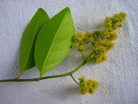 Image of Banara parviflora (A. Gray) Benth.