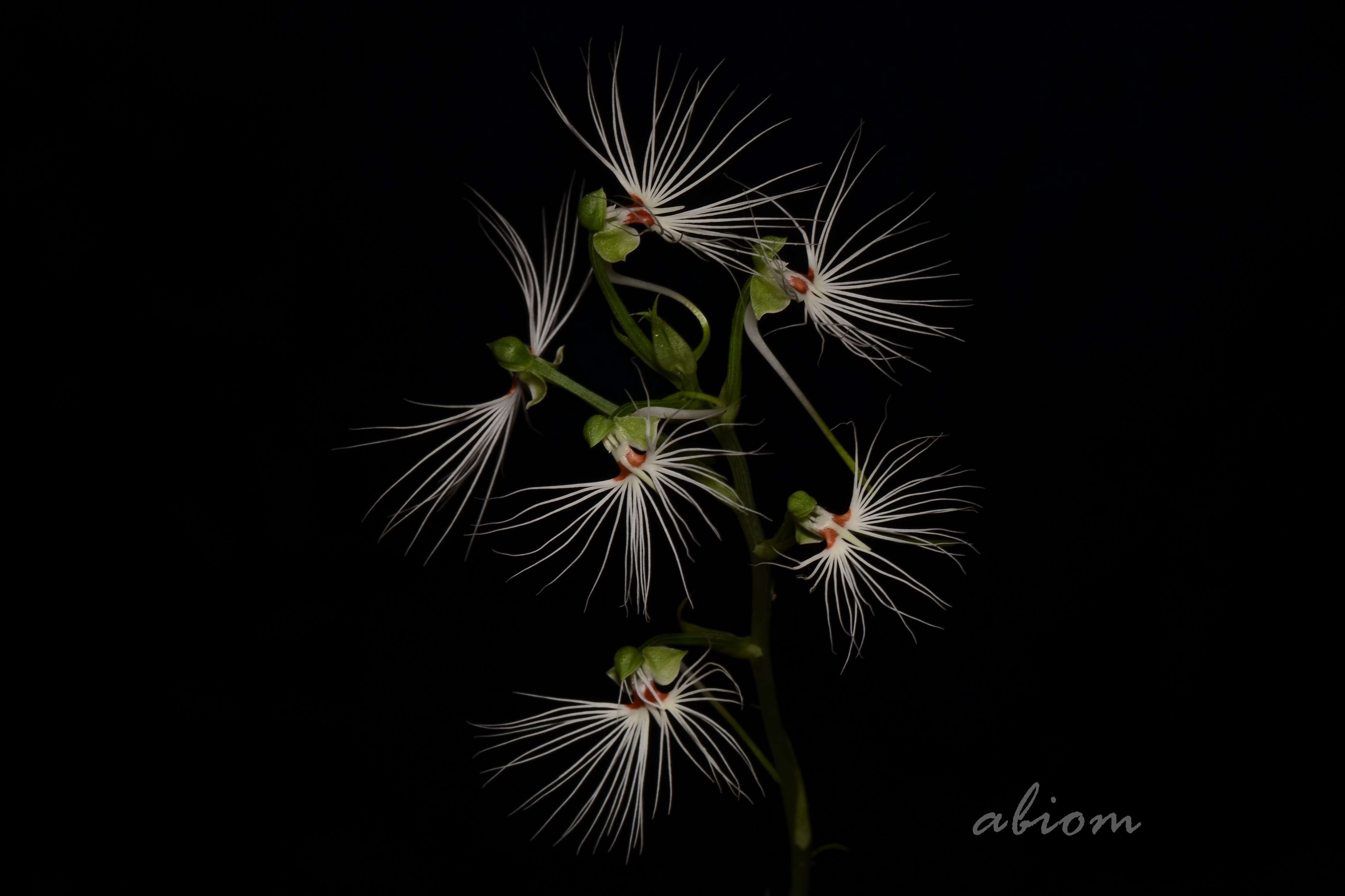 Image de Habenaria medusa Kraenzl.