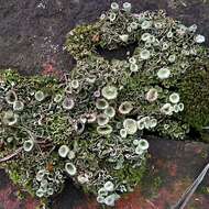 Image of cup lichen