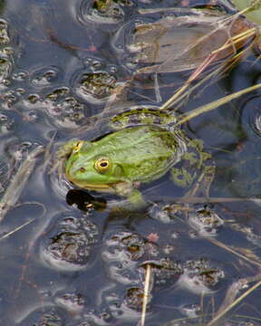 صورة Pelophylax lessonae (Camerano 1882)