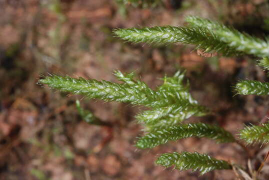 Image of Pterobryaceae