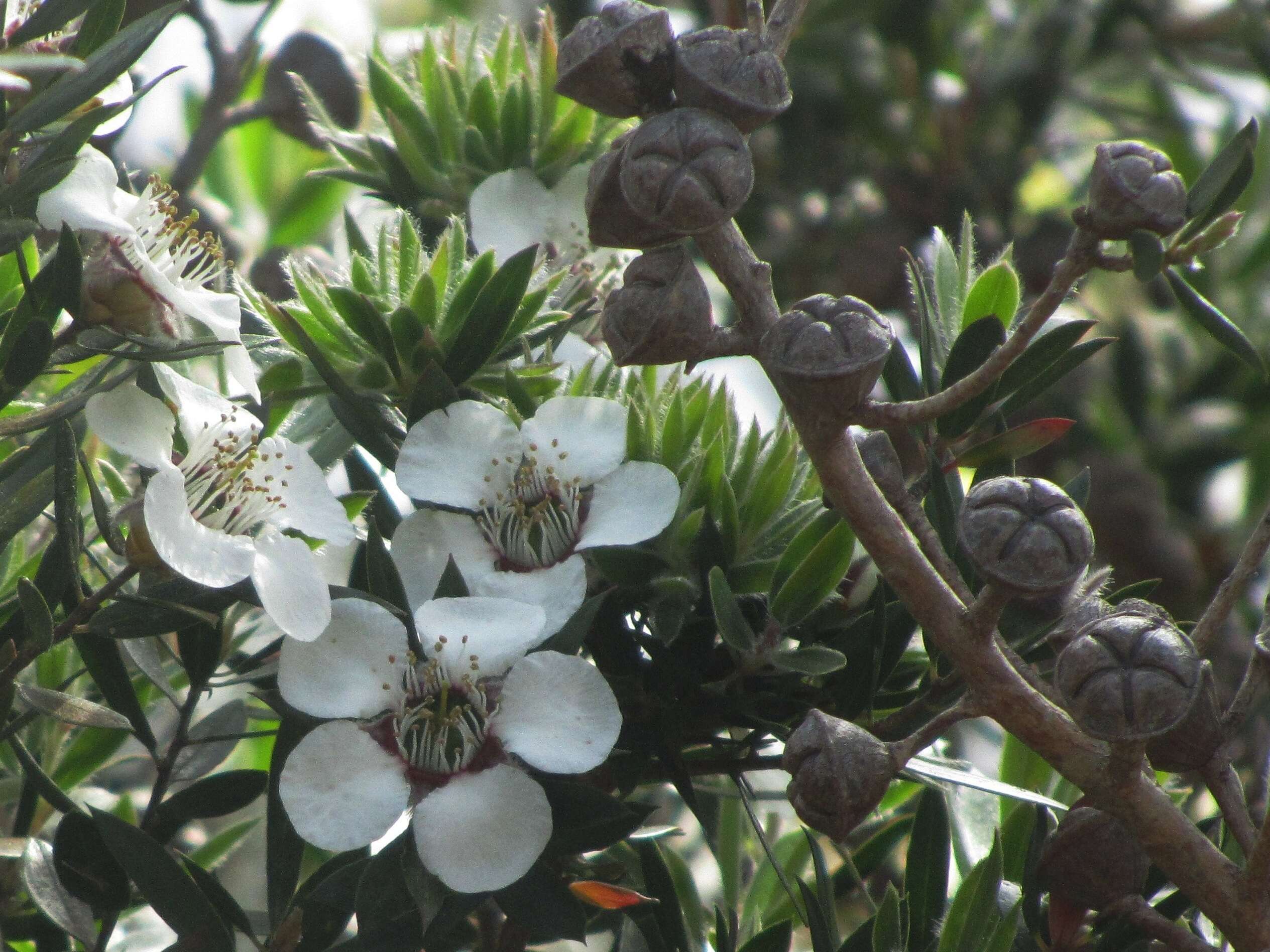 Image of Leptospermum turbinatum J. Thompson