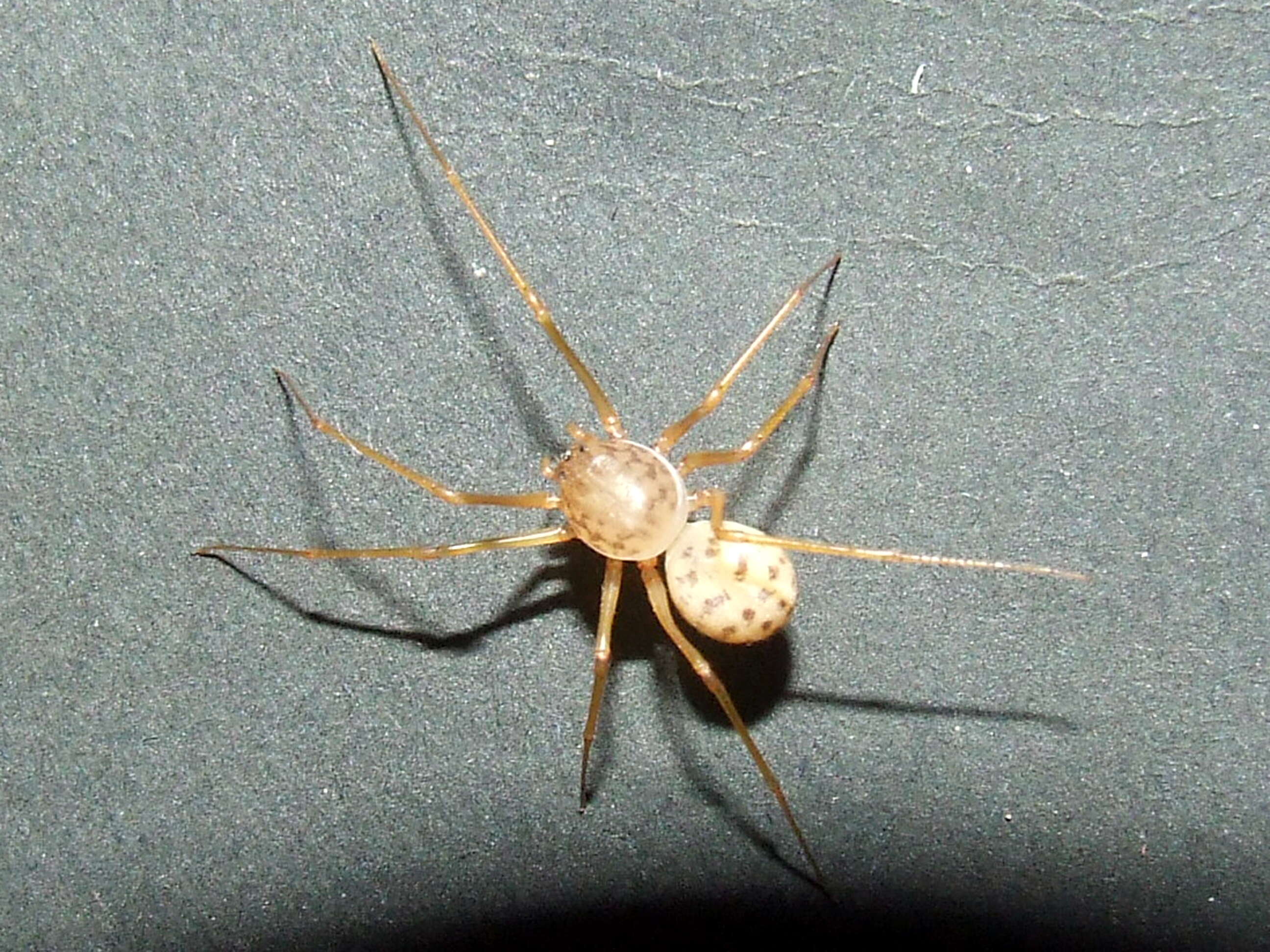 Image of spitting spiders