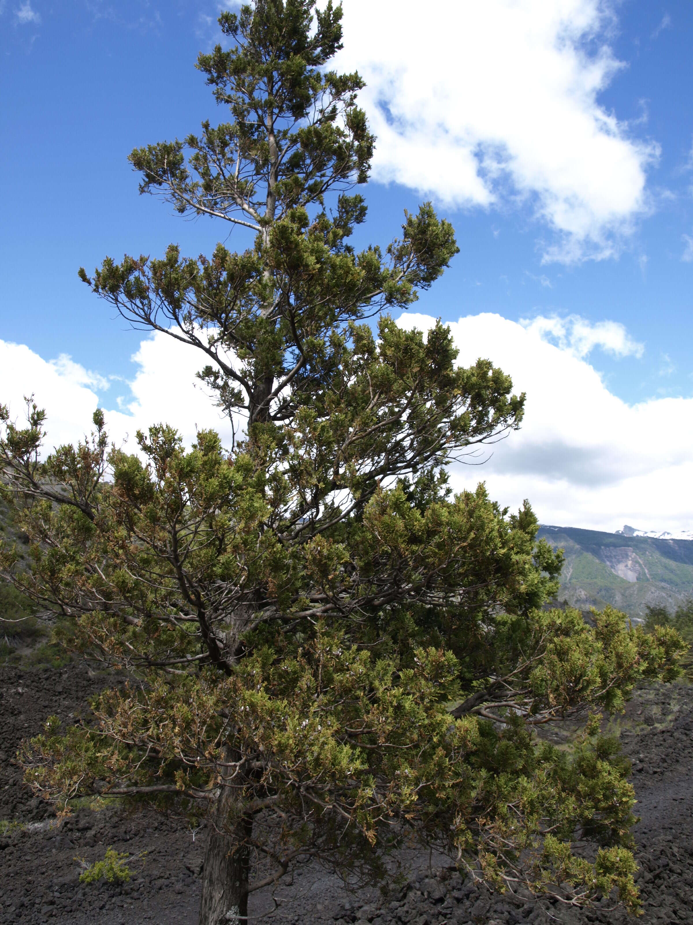 Image of Cordilleran Cypress