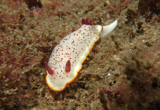 Image of Chromodoris daphne