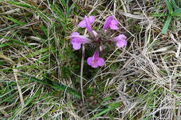 Image of Lousewort