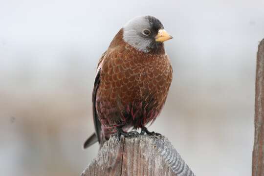 Image of Gray-crowned Rosy-Finch