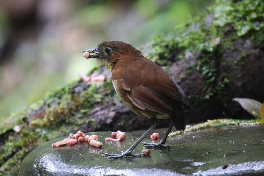 Image of Yellow-breasted Antpitta