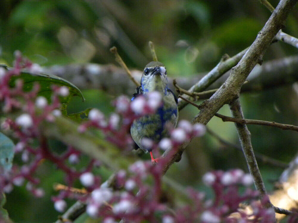 Слика од Urera baccifera (L.) Gaud.