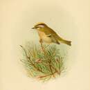 Image of Common Firecrest