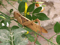 Image of Acanthacris