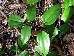 Image of Clematis brasiliana DC.