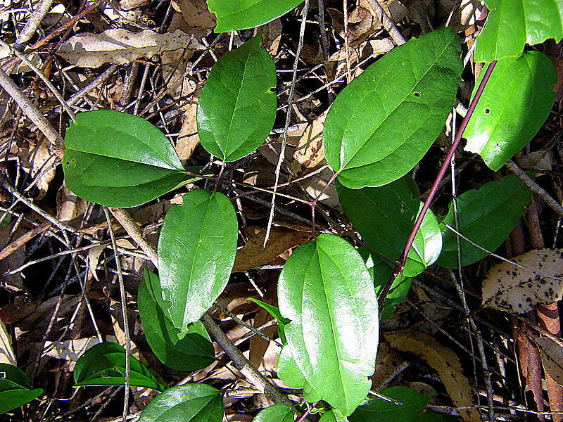 Sivun Clematis brasiliana DC. kuva