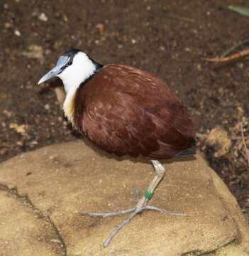 Image of Actophilornis Oberholser 1925