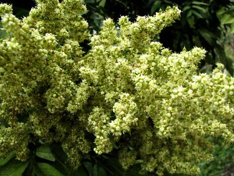 Image of Soapberry Tree