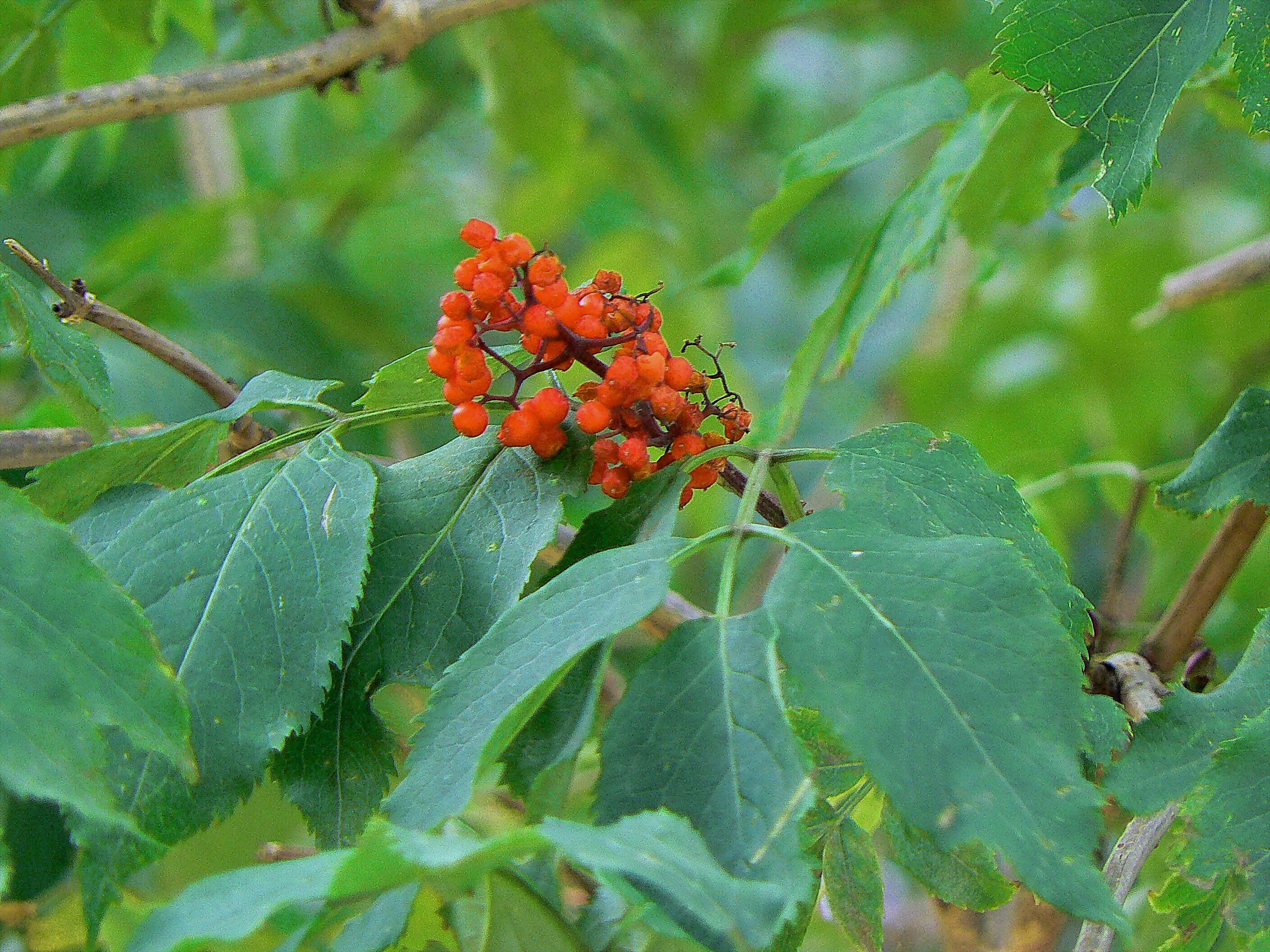 Imagem de Sambucus