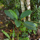 Image of Aglaonema nitidum (Jack) Kunth