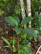 Image of Aglaonema nitidum (Jack) Kunth