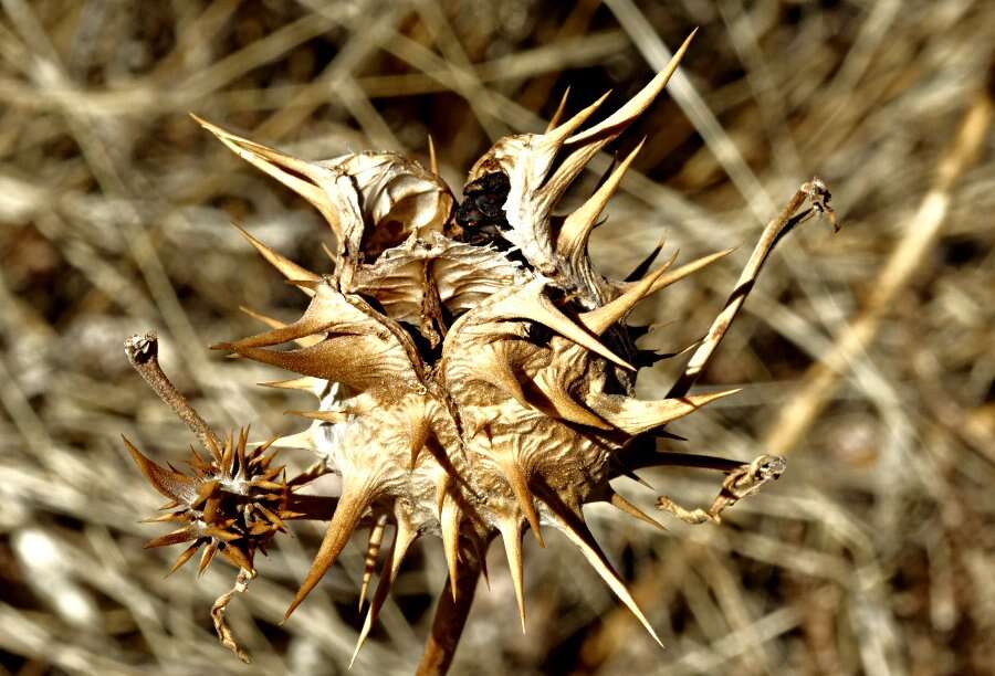 Image de Datura