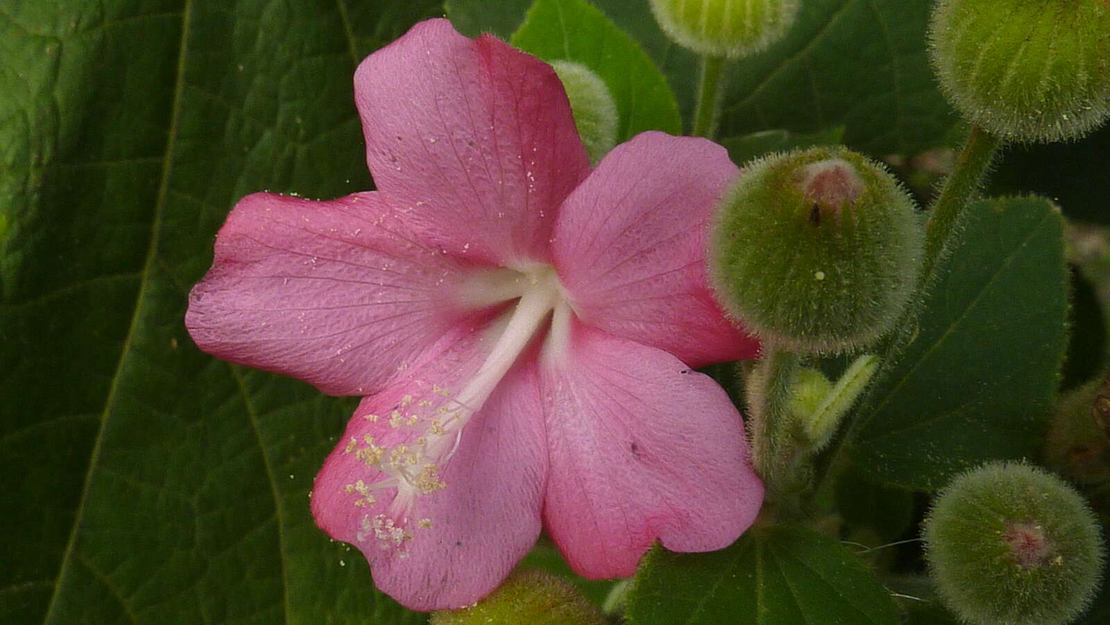 Image of Pavonia malacophylla (Link & Otto) Hemsl.