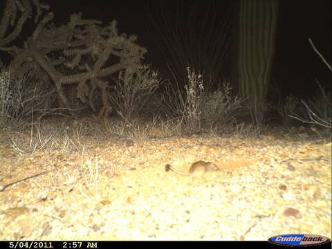 Image of Desert Kangaroo Rat