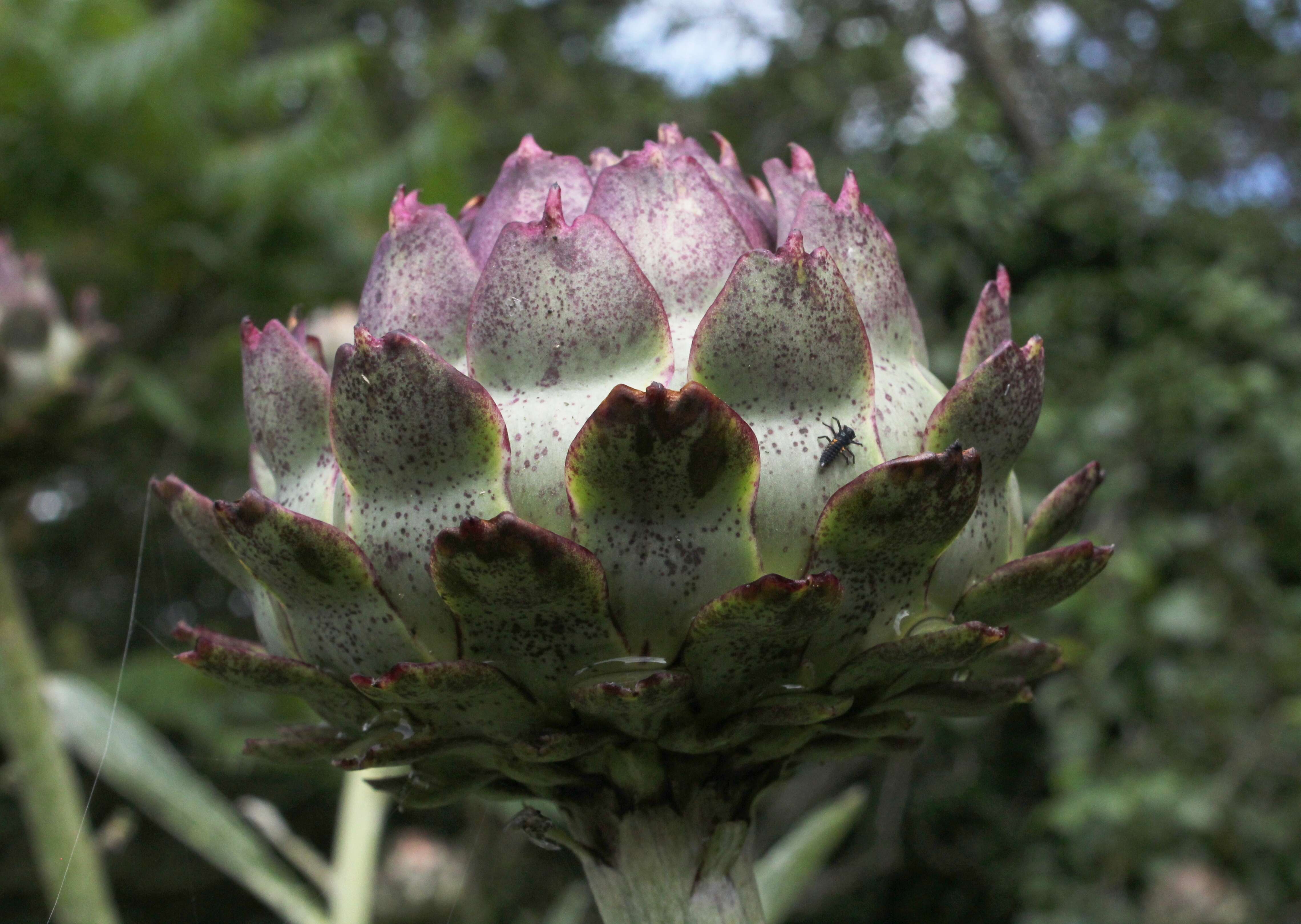 Image of cardoon