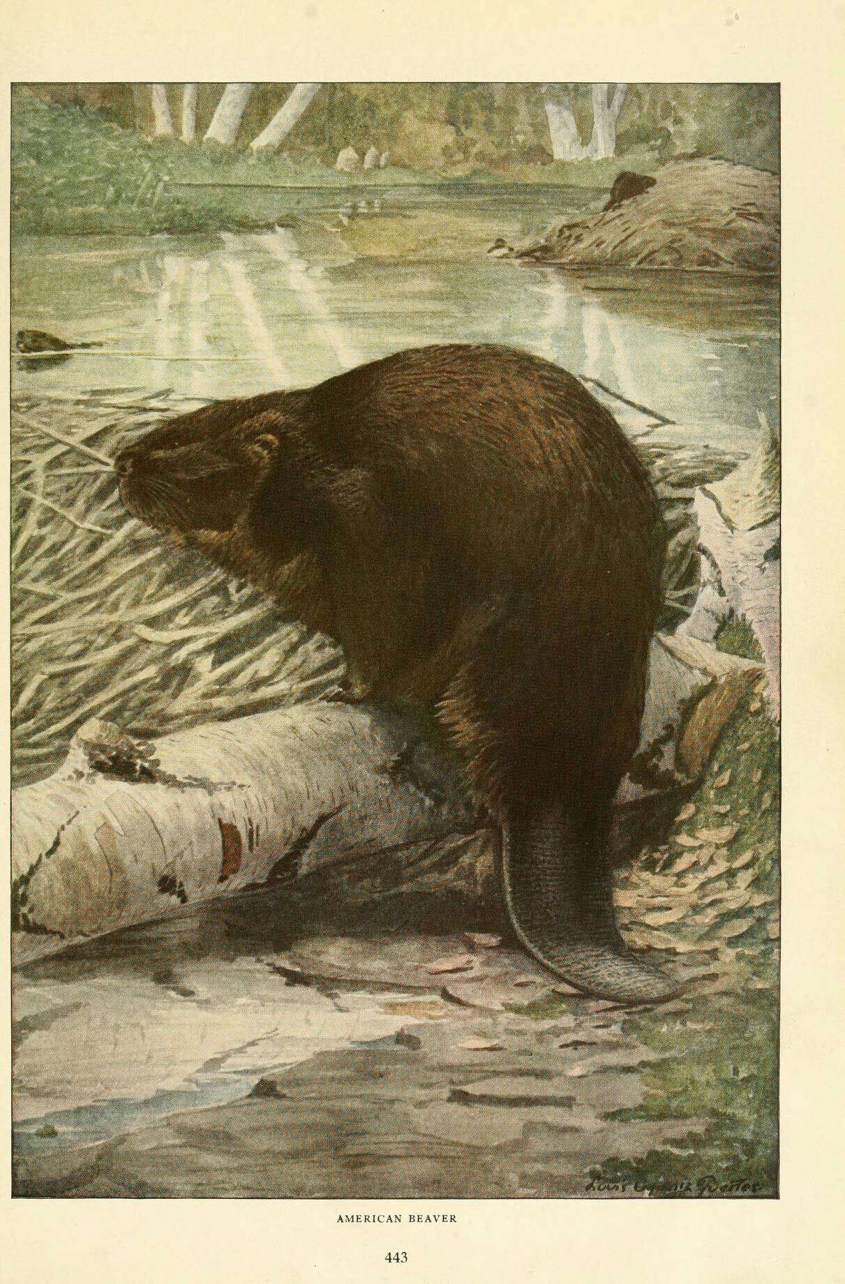 Image of beavers