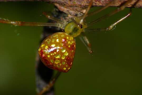 Image of Mirror-ball Spiders