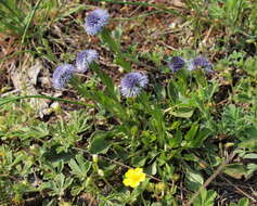 Image of Globularia bisnagarica L.