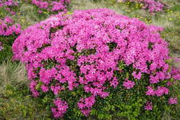 صورة Rhododendron myrtifolium Schott & Kotschy