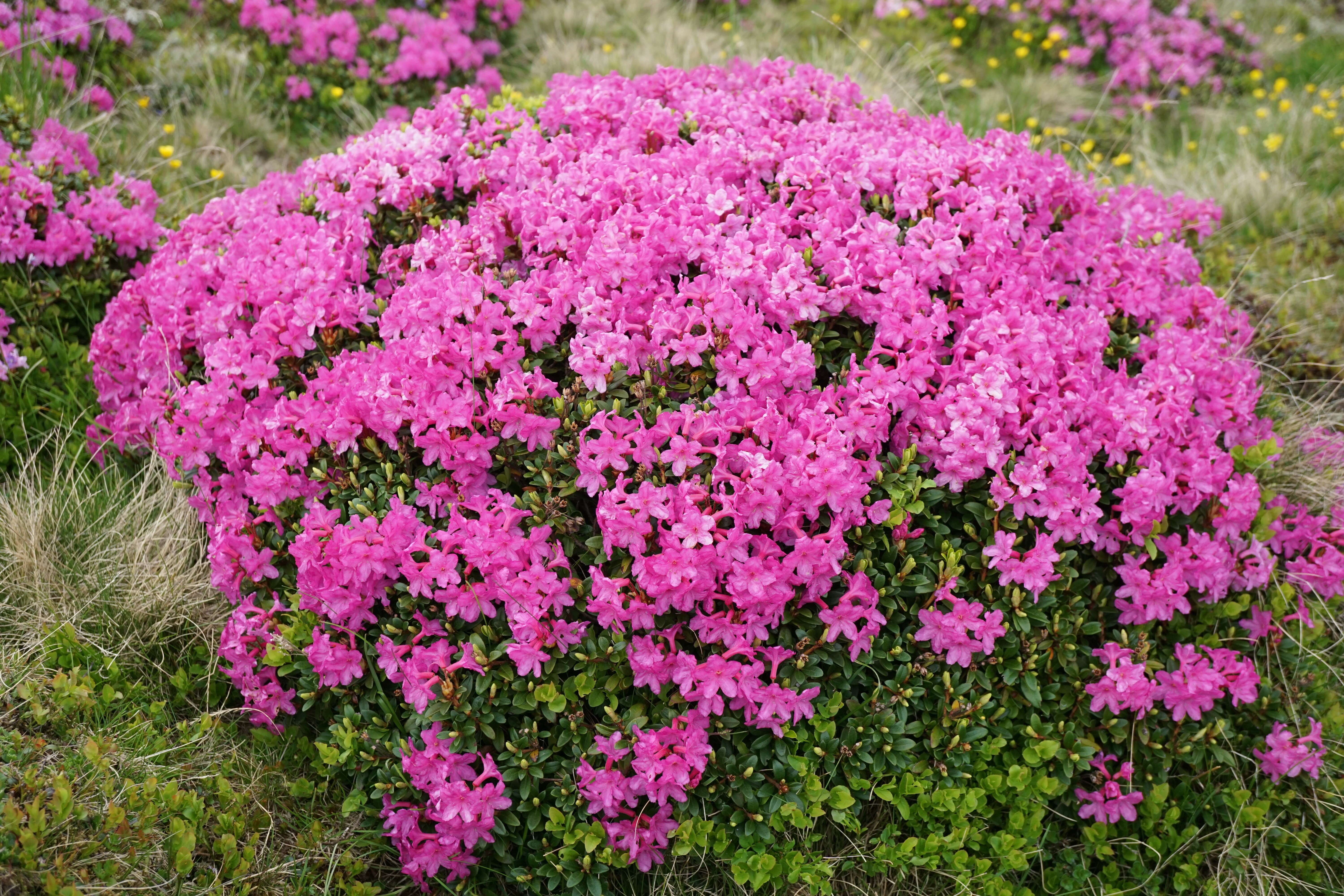 صورة Rhododendron myrtifolium Schott & Kotschy