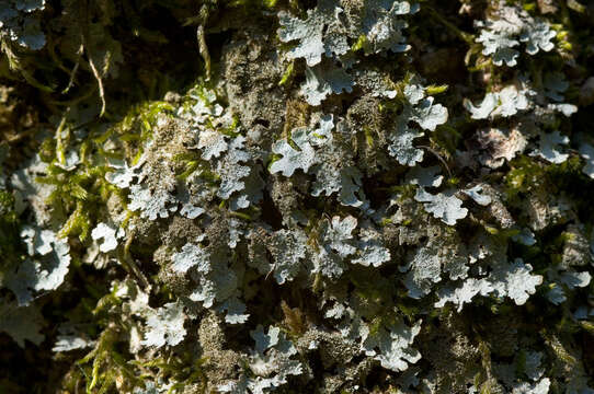 Image of shield lichen