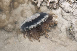 Image of Upside-down Jellyfishes