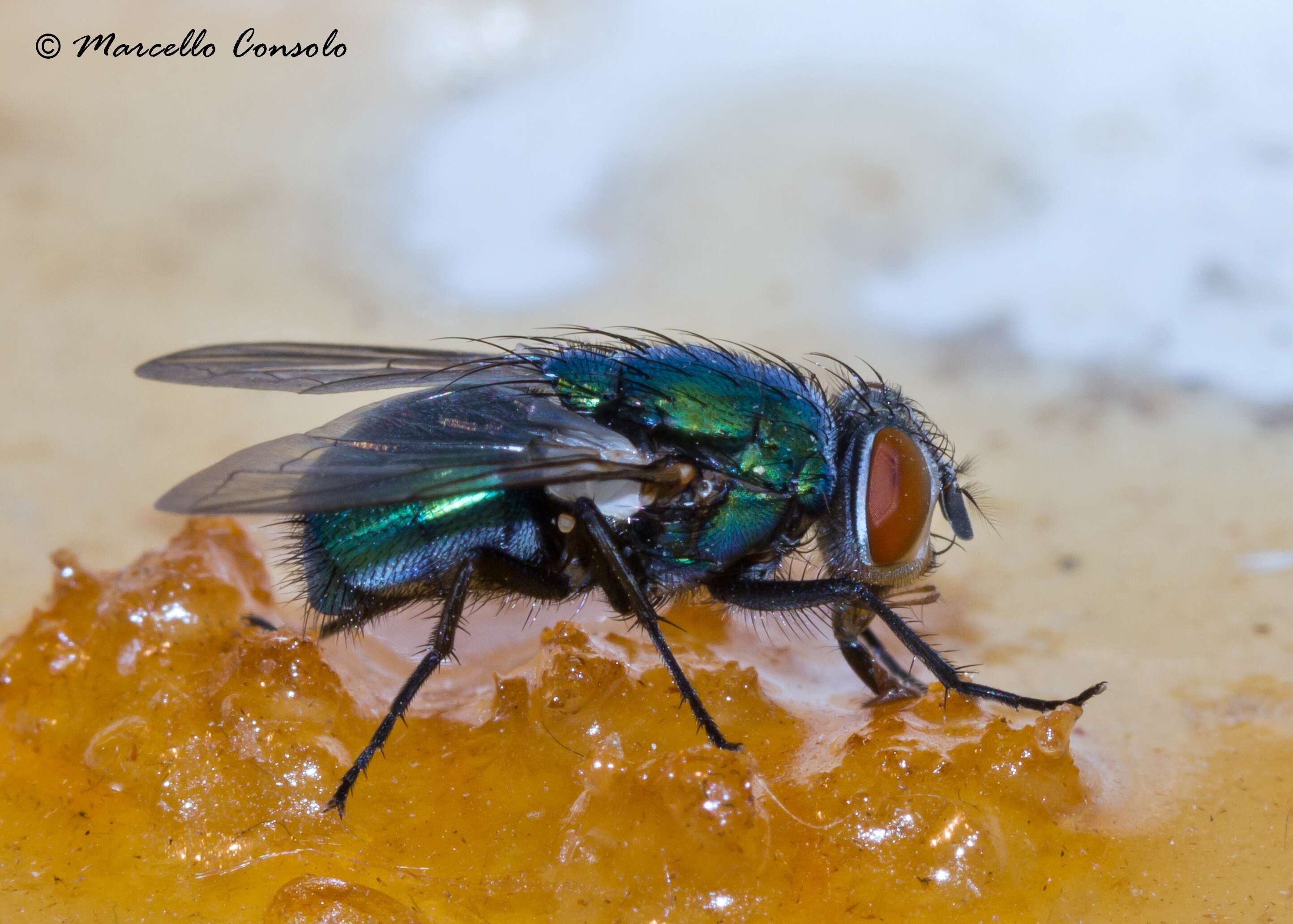 Image of blow flies