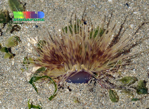 Image of ceriantharian anemones