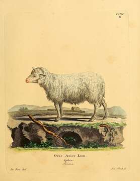 Image of Domestic Sheep