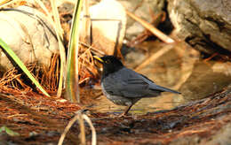 Image of Janpanese Thrush