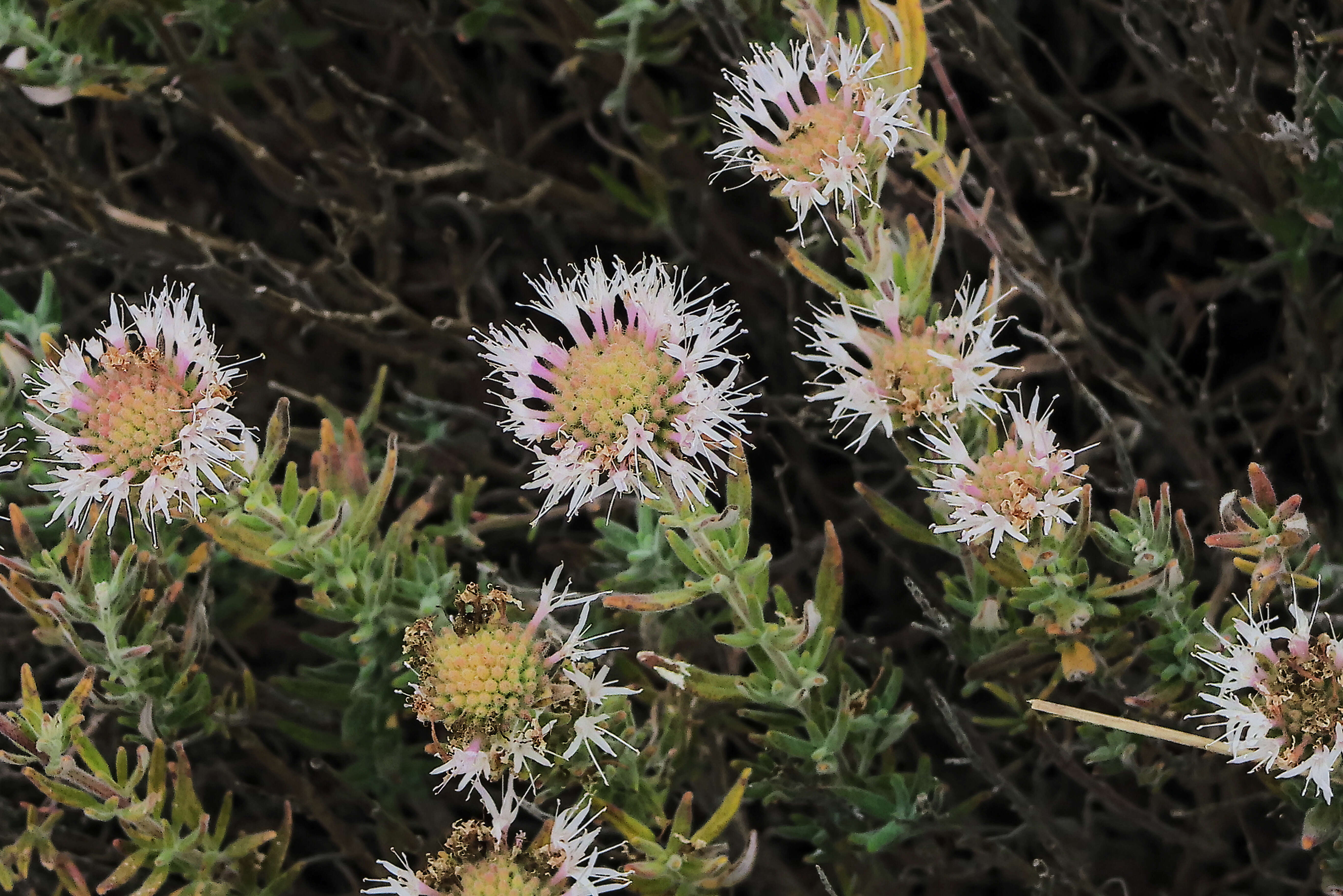 Image of thickleaf monardella