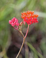 Imagem de Asclepias lanceolata Walt.