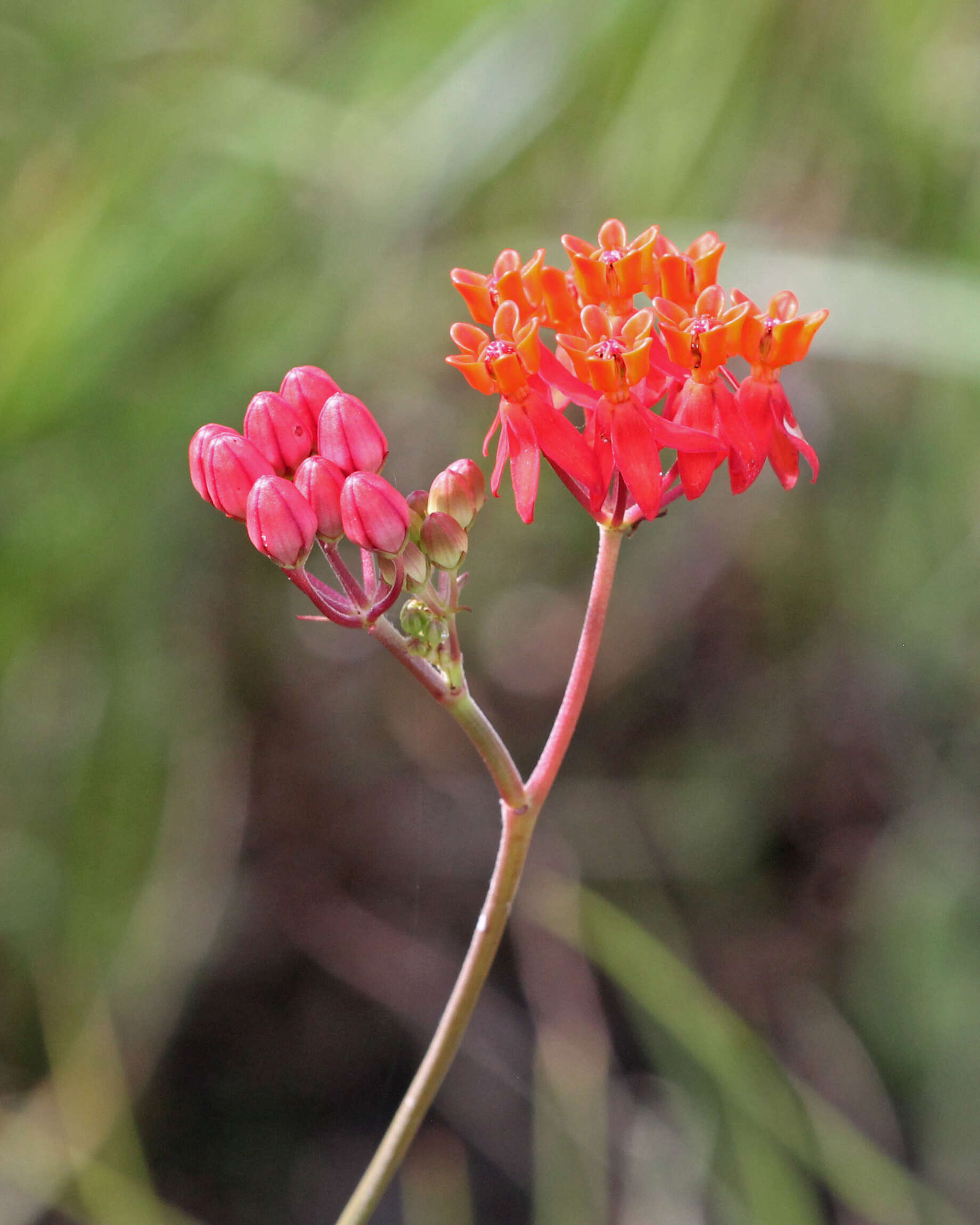 Image of milkweed