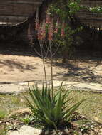Image of Aloe massawana Reynolds