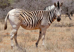 Image of Burchell's Zebra