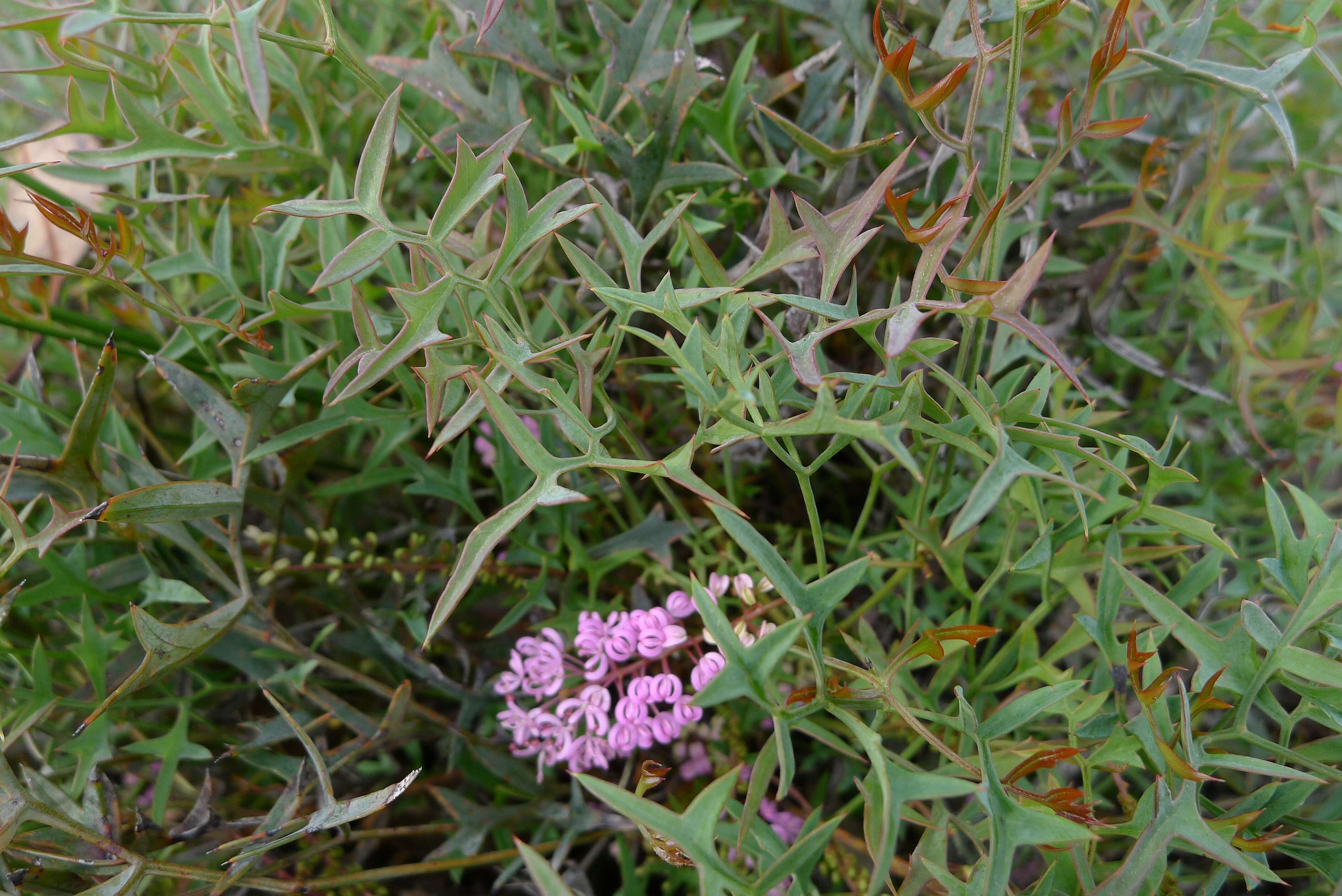 Image of Grevillea leptobotrys Meissn.