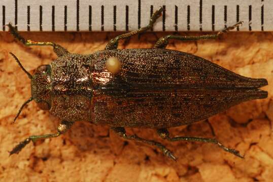 Image of Flatheaded Hardwood Borer