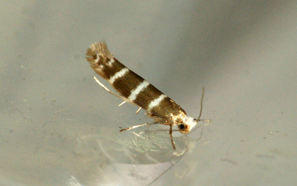 Imagem de Argyresthia trifasciata Staudinger 1871