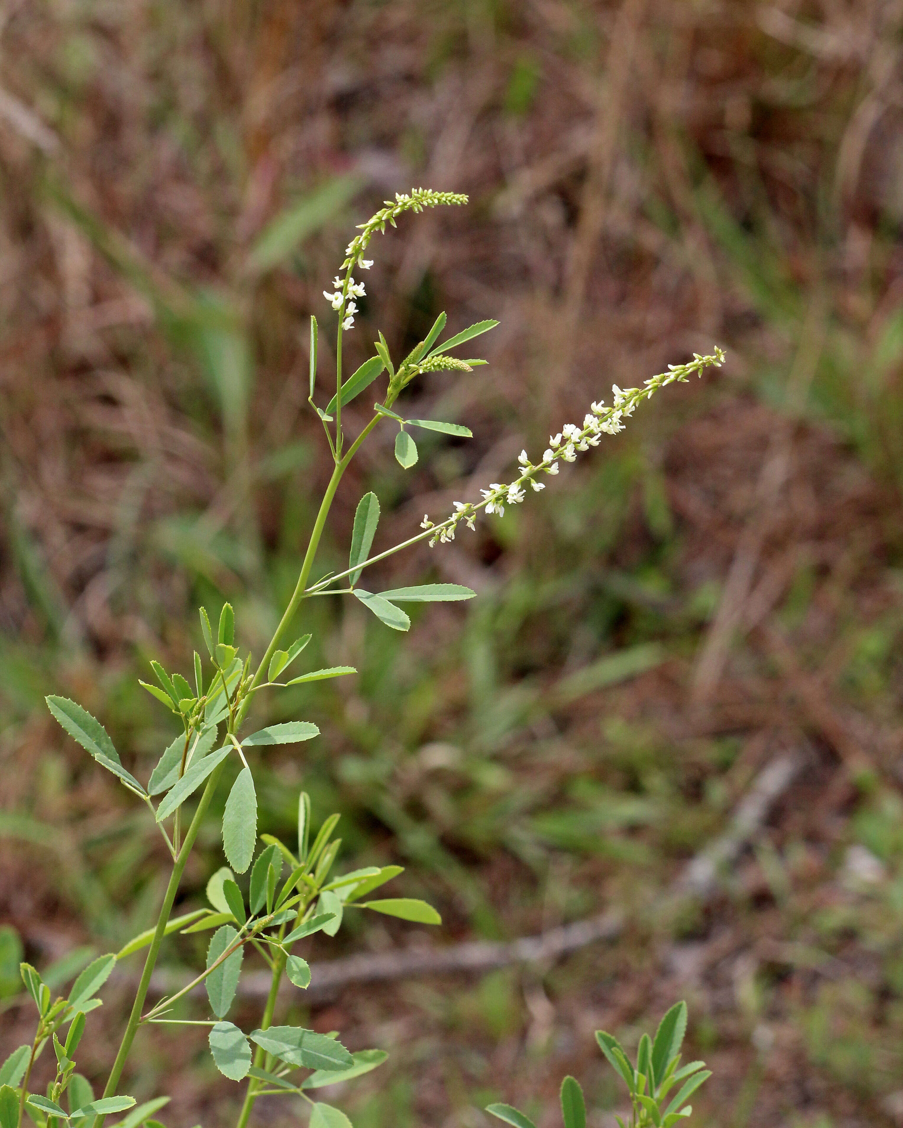 Image of Sweet Clover